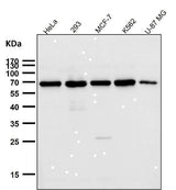 Anti-TRF2 Monoclonal Antibody Boster Bio