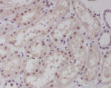 Anti-c-Maf Rabbit Monoclonal Antibody Boster Bio