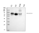 Anti-Poliovirus Receptor/PVR Antibody Picoband® (monoclonal, 9B9F1 Boster Bio
