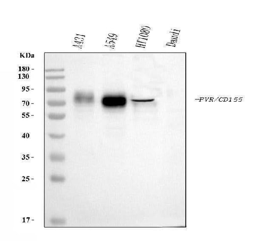 Anti-Poliovirus Receptor/PVR Antibody Picoband® (monoclonal, 5I13D1 Boster Bio