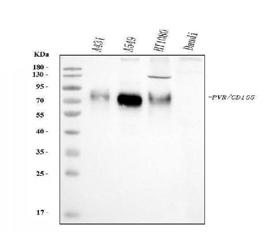 Anti-Poliovirus Receptor/PVR Antibody Picoband® (monoclonal, 3B11E9 Boster Bio