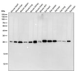 Anti-HPRT HPRT1 Monoclonal Antibody Boster Bio