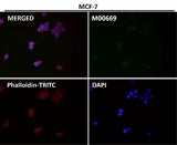 Anti-PAX5/Bsap Rabbit Monoclonal Antibody Boster Bio