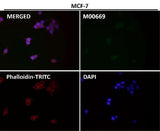 Anti-PAX5/Bsap Rabbit Monoclonal Antibody Boster Bio