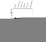 Anti-DDX5 Antibody Picoband® (monoclonal, 3F9 Boster Bio