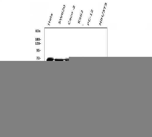 Anti-DDX5 Antibody Picoband® (monoclonal, 3F9 Boster Bio