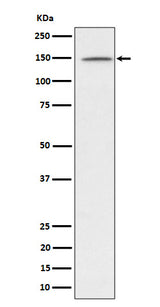 Anti-phospho-Phospholipase C gamma 1/PLC-gamma-1 (Y1253) Rabbit Monoclonal Antibody Boster Bio