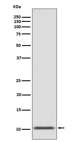 Anti-GLP1/GCG Rabbit Monoclonal Antibody Boster Bio