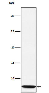 Anti-GLP2 Rabbit Monoclonal Antibody Boster Bio