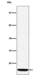 Anti-GLP2 Rabbit Monoclonal Antibody Boster Bio