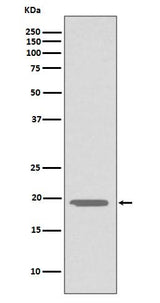 Anti-Glucagon GCG Rabbit Monoclonal Antibody Boster Bio
