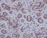 Anti-STAT5b Rabbit Monoclonal Antibody Boster Bio