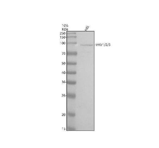 Anti-Vav1/2/3 Rabbit Monoclonal Antibody Boster Bio