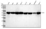 Anti-Cyclin A2 Rabbit Monoclonal Antibody Boster Bio