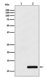 Anti-CCL4/MIP1 beta Rabbit Monoclonal Antibody Boster Bio