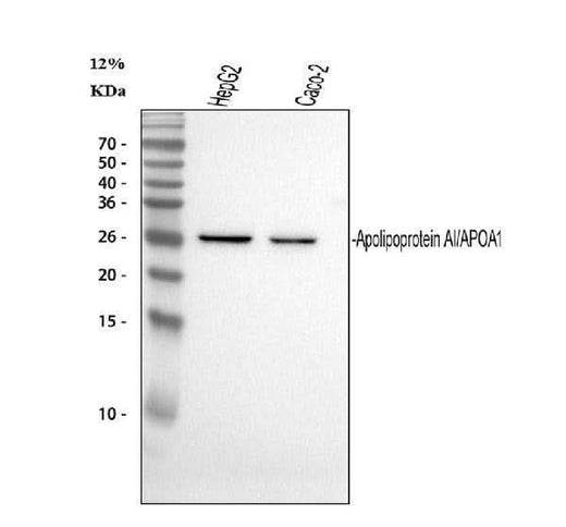 Anti-Apolipoprotein A I APOA1 Antibody Picoband® (monoclonal, 17G5 Boster Bio