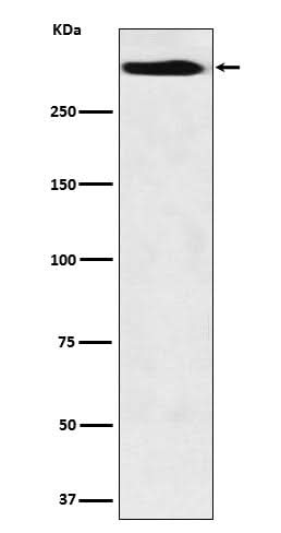 Anti-MUC5B Monoclonal Antibody Boster Bio