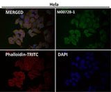 Anti-Smad1 Rabbit Monoclonal Antibody Boster Bio