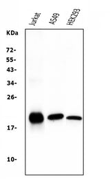 Anti-Bid Antibody Picoband® (monoclonal, 10F4 Boster Bio