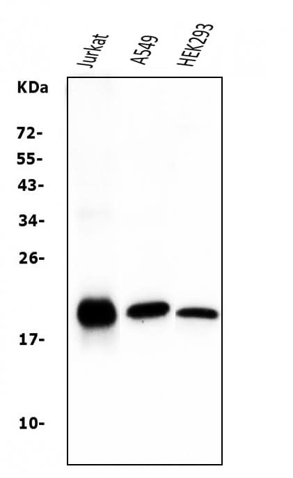 Anti-Bid Antibody Picoband® (monoclonal, 10F4 Boster Bio