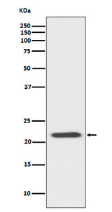 Anti-Bid Rabbit Monoclonal Antibody Boster Bio