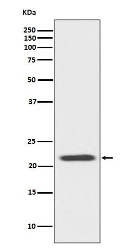 Anti-Bid Rabbit Monoclonal Antibody Boster Bio