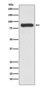 Anti-STAT4 Rabbit Monoclonal Antibody Boster Bio