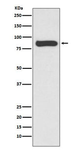 Anti-STAT4 Rabbit Monoclonal Antibody Boster Bio