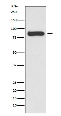 Anti-STAT4 Rabbit Monoclonal Antibody Boster Bio