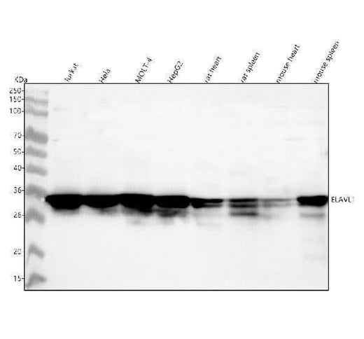 Anti-HuR / ELAVL1 Monoclonal Antibody Boster Bio