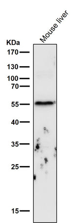 Anti-Cyclin B1 CCNB1 Rabbit Monoclonal Antibody Boster Bio