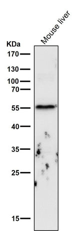 Anti-Cyclin B1 CCNB1 Rabbit Monoclonal Antibody Boster Bio