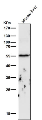 Anti-Cyclin B1 CCNB1 Rabbit Monoclonal Antibody Boster Bio