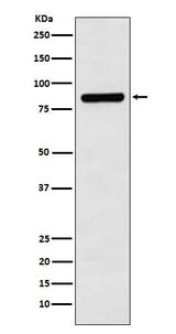 Anti-Cullin 3 Monoclonal Antibody Boster Bio