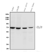 Anti-ZAP70 Antibody Picoband®(monoclonal, 6F12 Boster Bio