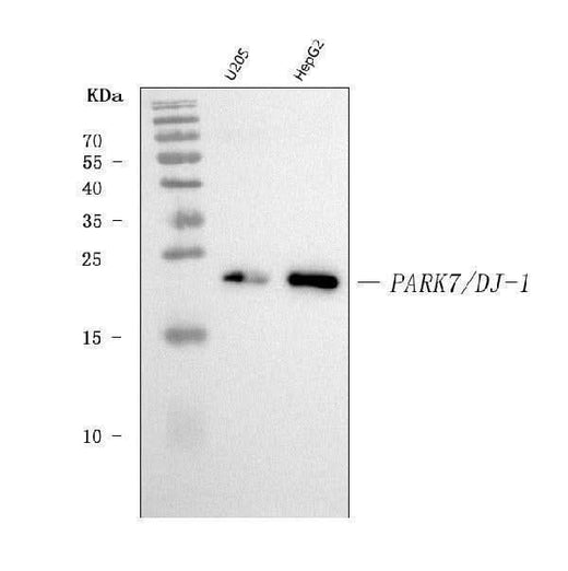 Anti-PARK7/DJ1 Antibody Picoband® (monoclonal, 4B10 Boster Bio