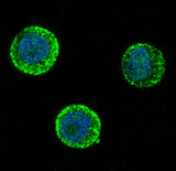 Anti-SOX10 Rabbit Monoclonal Antibody Boster Bio