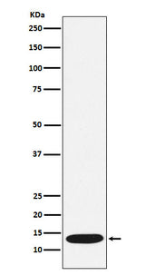 Anti-CCL21 Rabbit Monoclonal Antibody Boster Bio