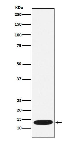 Anti-CCL21 Rabbit Monoclonal Antibody Boster Bio