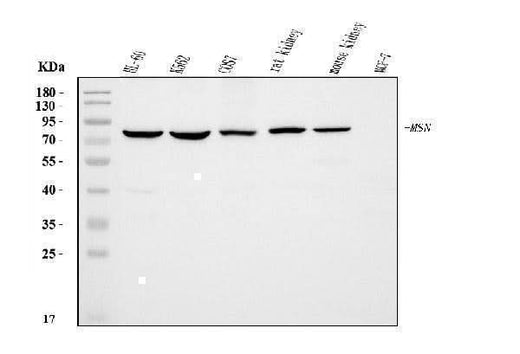 Anti-Moesin/MSN Antibody Picoband® (monoclonal, 8D4 Boster Bio