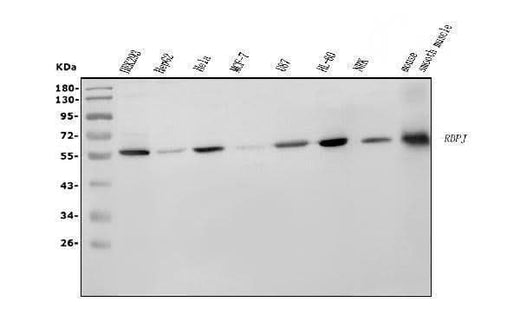 Anti-RBPJK/RBPJ Picoband® Antibody (monoclonal, 6G4 Boster Bio