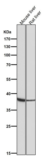 Anti-OGG1 Rabbit Monoclonal Antibody Boster Bio