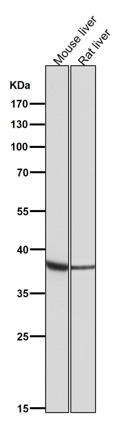 Anti-OGG1 Rabbit Monoclonal Antibody Boster Bio