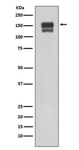 Anti-Integrin beta 1 ITGB1 Rabbit Monoclonal Antibody Boster Bio