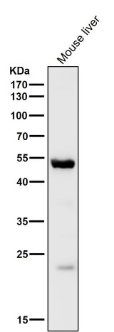Anti-MINA53 Rabbit Monoclonal Antibody Boster Bio