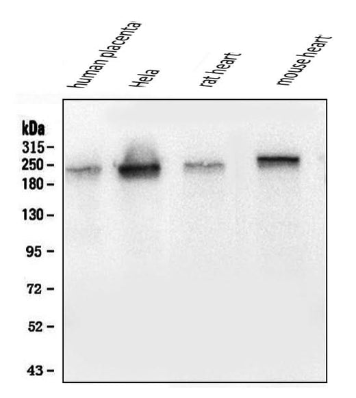 Anti-Collagen III/COL3A1 Antibody Picoband® (monoclonal, 9H9 Boster Bio