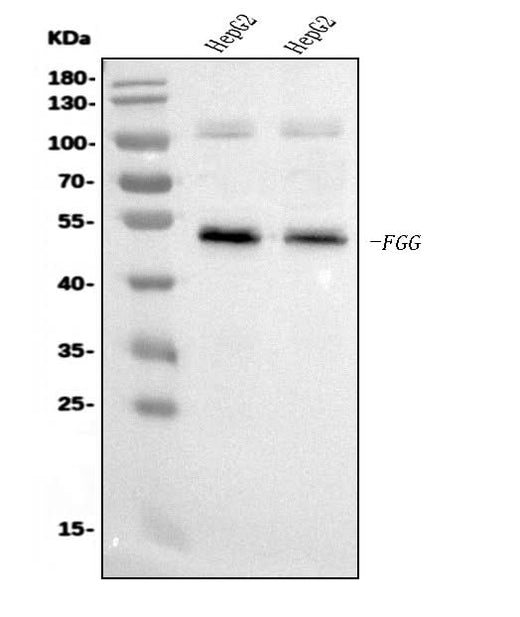 Anti-FGG Antibody Picoband® (monoclonal, 5H9 Boster Bio