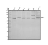 Anti-SHC Monoclonal Antibody Boster Bio