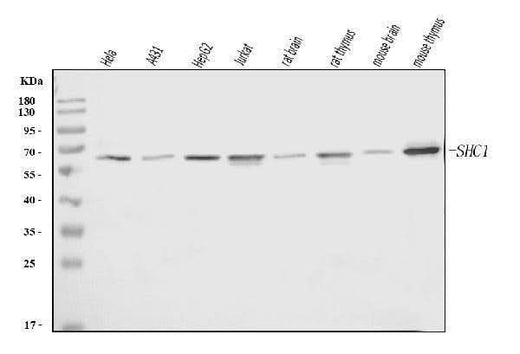 Anti-SHC Antibody Picoband® (monoclonal, 6D6E1 Boster Bio