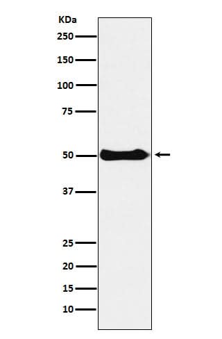 Anti-CSK Rabbit Monoclonal Antibody Boster Bio